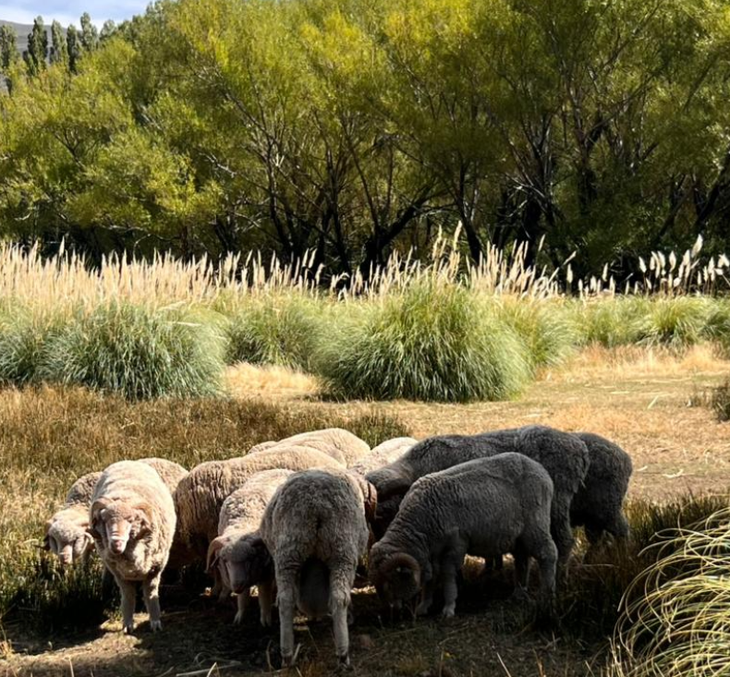 Clima extremo: En el departamento Catan Lil, los inviernos alcanzan los 20 grados bajo cero. Clima extremo: En el departamento Catan Lil, los inviernos alcanzan los 20 grados bajo cero.