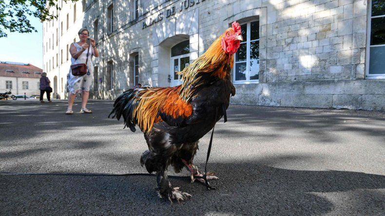 Miles de franceses piden justicia por el gallo Marcel