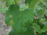 Síntoma clásico: La mancha de aceite en la hoja es la primera señal de la infección de peronóspora, clave para la intervención temprana. Foto: INTA