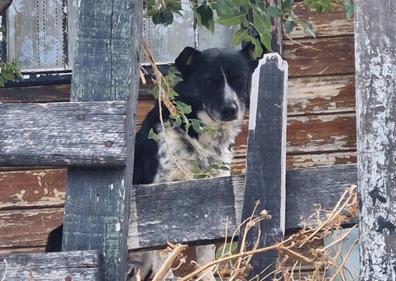 Decenas de mascotas quedaron sin hogar por el derrumbe del cerro en Comodoro Rivadavia. Decenas de mascotas quedaron sin hogar por el derrumbe del cerro en Comodoro Rivadavia.