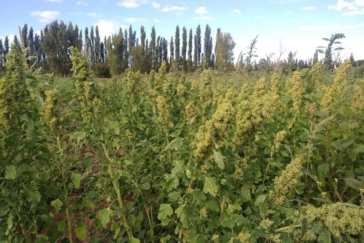 Morrillos INTA tiene un fuerte componente estratégico: contribuir al desarrollo regional y a la economía sanjuanina. Morrillos INTA tiene un fuerte componente estratégico: contribuir al desarrollo regional y a la economía sanjuanina.