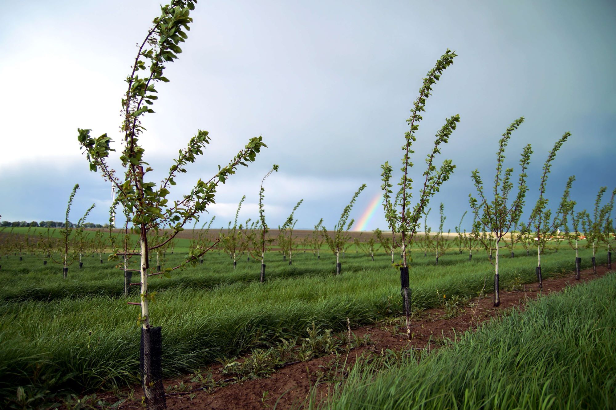 El país busca consolidar una oferta temprana de cerezas premium para abastecer al mercado chino, uno de los mayores consumidores mundiales de esta fruta.
