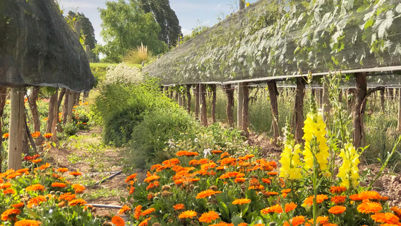 Vino orgánico en Argentina: el inesperado auge que desafía la caída del consumo