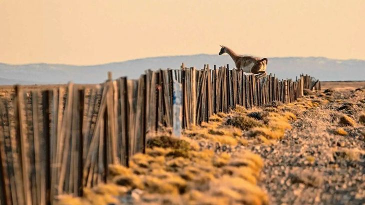 El alambrado de 2 metros de altura está inspirado en el exitoso modelo de cercado australiano.