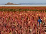 Aás de 3.600 metros de altura y en medio de un clima muy adverso la prodcción de quinoa real se desarrolla en su máxima expresión.
