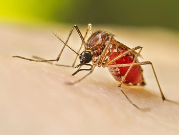 Todas las miradas atentas al dengue.