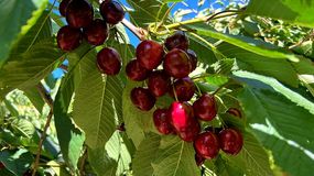 Argentina logra récord de exportaciones de cerezas en la presente campaña