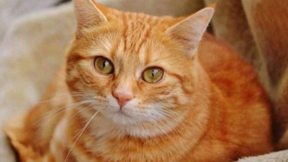 Londres: Garfield