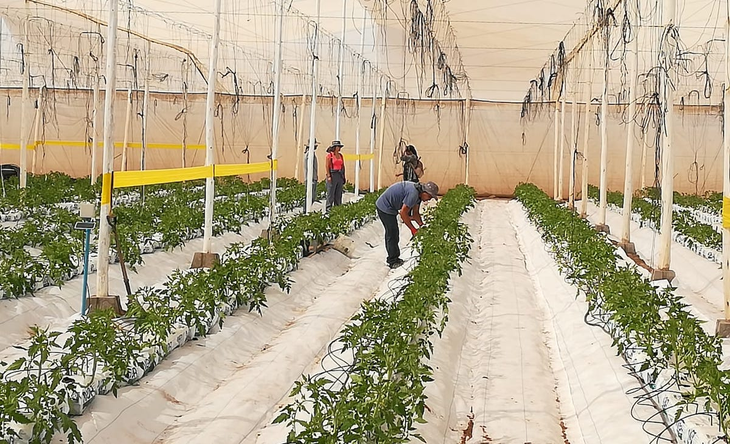 Las antiguas tradiciones de los pueblos andinos utilizaron el cielo como una guía esencial para la agricultura. Las antiguas tradiciones de los pueblos andinos utilizaron el cielo como una guía esencial para la agricultura.