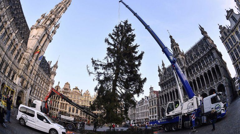 El Papa ya tiene su árbol de Navidad en la plaza San Pedro