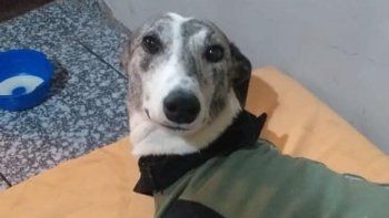 a 3 anos del caso de crueldad animal que conmociono a la region a 3 anos del caso de crueldad animal que conmociono a la region