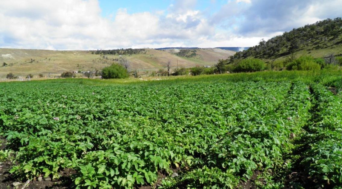 La superficie de producción orgánica en el país alcanzaba los 3,9 millones de hectáreas en 2024.