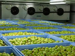 Los stocks almacenados en cámaras frigoríficas superan los niveles de 2025 y generan mayor oferta de fruta en el mercado europeo. Los stocks almacenados en cámaras frigoríficas superan los niveles de 2025 y generan mayor oferta de fruta en el mercado europeo.