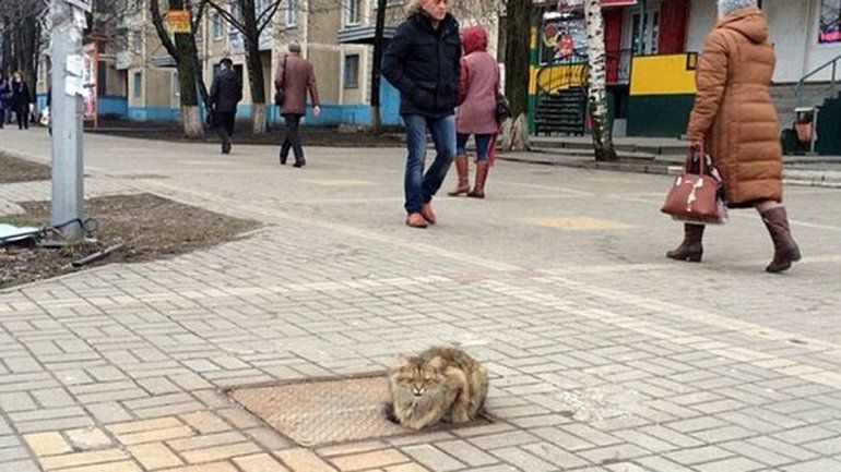 El gatito en una vereda de Rusia
