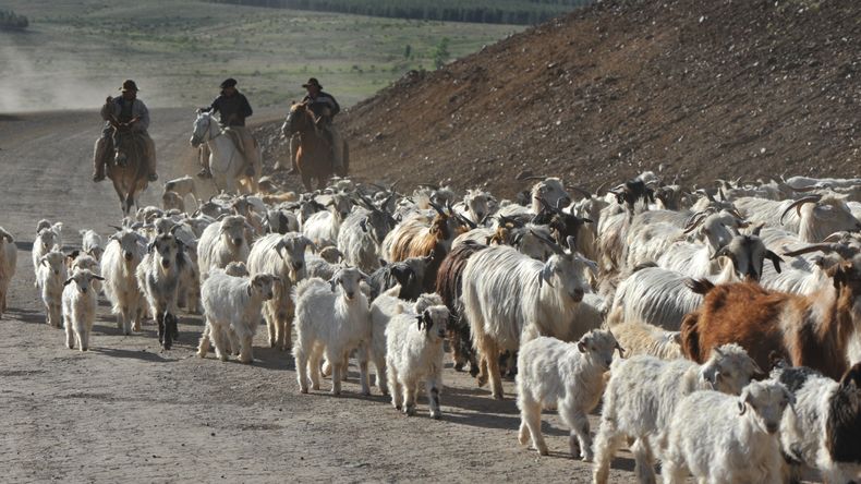El chivito es un producto que se caracteriza por ser ecológico y tiene su auge en la época de las fiestas de fin de año.