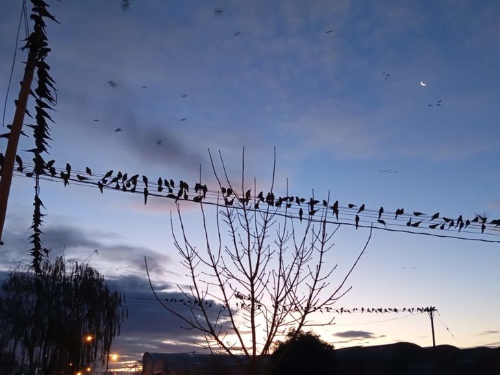 Productores que dedicaron toda una temporada a cuidar sus cultivos hoy sienten que pierden la lucha solos, frente a un enemigo que crece cada día. Productores que dedicaron toda una temporada a cuidar sus cultivos hoy sienten que pierden la lucha solos, frente a un enemigo que crece cada día.