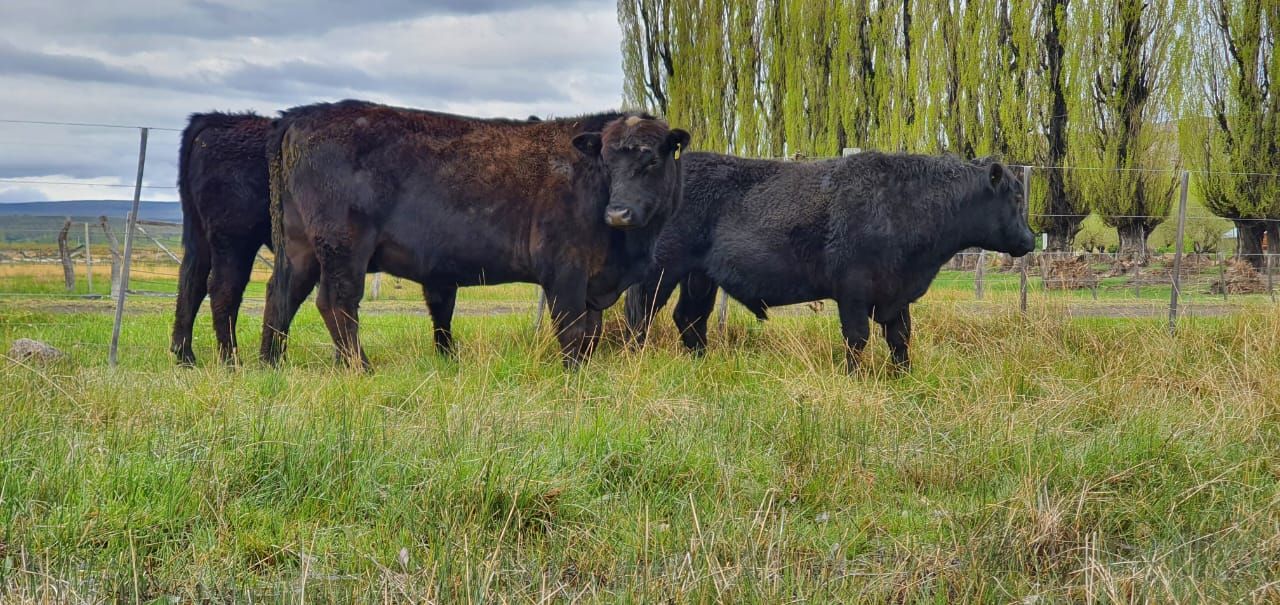 Loncopué se prepara para un remate de toros mejorados genéticamente