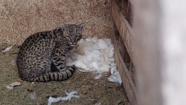 El gato montes es un animal de la fauna silvestre