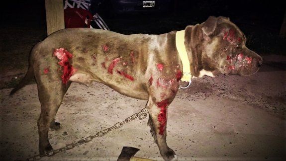 Piden ayuda para un Pitbull que se salvó de morir quemado 