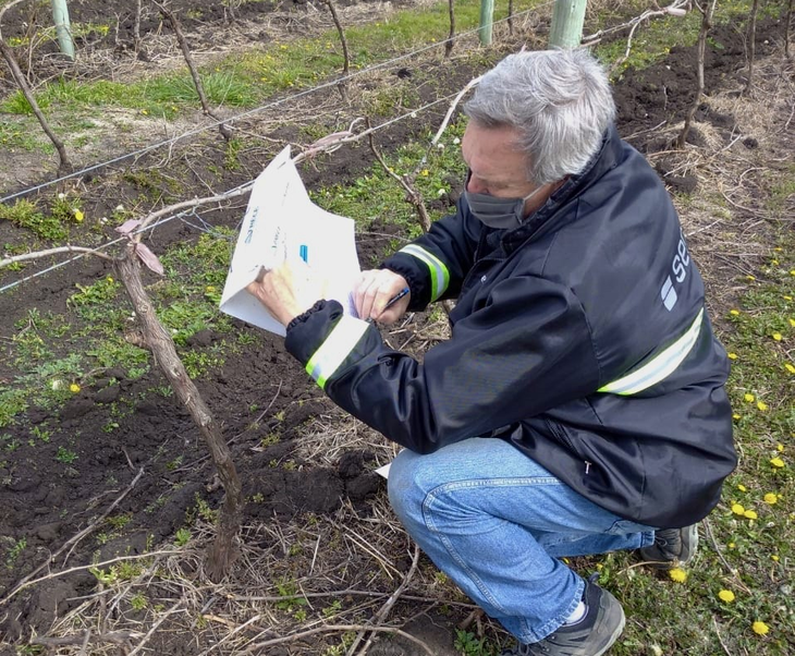 El sistema de vigilancia y monitoreo consiste en colocar trampas, en la parte media del follaje de la planta. Foto: Senasa El sistema de vigilancia y monitoreo consiste en colocar trampas, en la parte media del follaje de la planta. Foto: Senasa