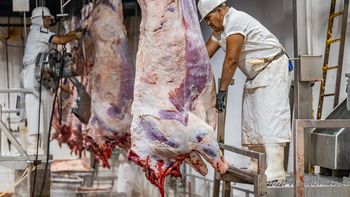 Los frigoríficos del norte de la Patagonia mantienen niveles estables de actividad, aunque las diferencias de escala con las grandes firmas nacionales siguen siendo enormes. | LM Neuquen Los frigoríficos del norte de la Patagonia mantienen niveles estables de actividad, aunque las diferencias de escala con las grandes firmas nacionales siguen siendo enormes.