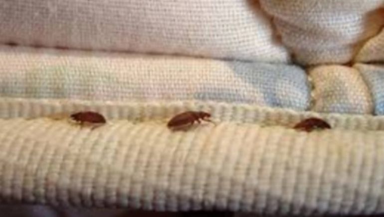 Las chinches habitan en los colchones, aunque también pueden esconderse en la ropa y el equipaje. Las chinches habitan en los colchones, aunque también pueden esconderse en la ropa y el equipaje.