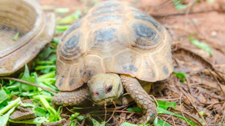 Soñar con tortugas: mirá qué significa