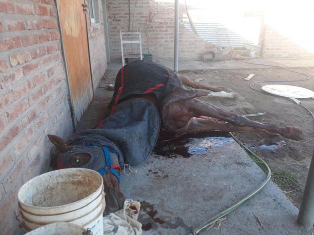 Uno de los caballos que mataron los delincuentes qued&oacute; tendido fuera del box.&nbsp;