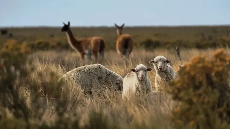 La oveja fue introducida en la Patagonia Argentina a finales del siglo XIX para ganadería en forma extensiva, ocupando el mismo hábitat que el guanaco. | LM Neuquen La oveja fue introducida en la Patagonia Argentina a finales del siglo XIX para ganadería en forma extensiva, ocupando el mismo hábitat que el guanaco.