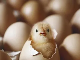 como es la granja de huevos china mas grande del mundo como es la granja de huevos china mas grande del mundo