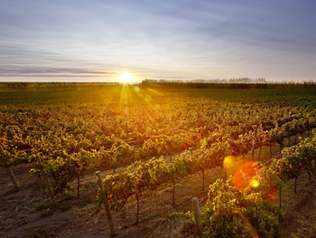 La Patagonia representa el 0,4% de los despachos totales de vino en el mercado interno. La Patagonia representa el 0,4% de los despachos totales de vino en el mercado interno.