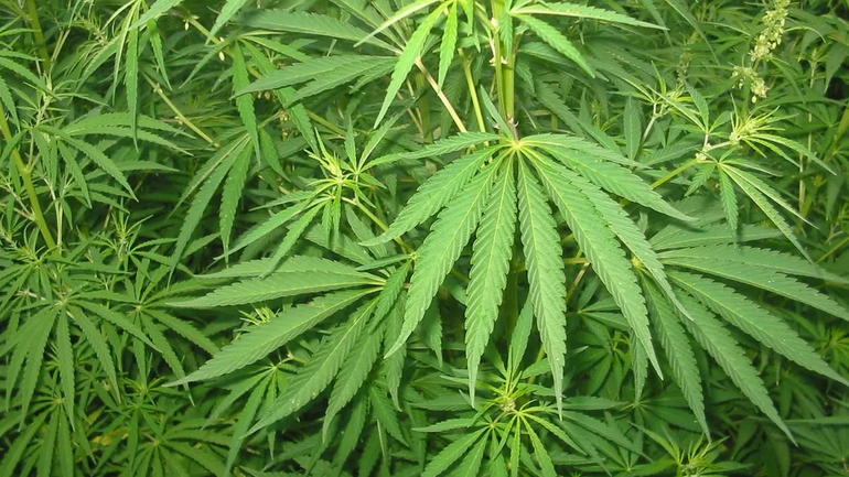 Los peligros ocultos del cannabis: la relación con infartos, ACV y muertes por causas cardíacas