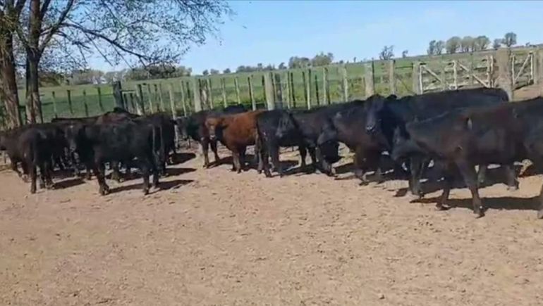 Los dueños de casa pusieron a los terneros en un corral