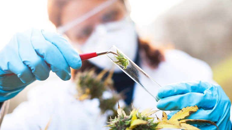 Invierten en proyectos de investigación en cannabis