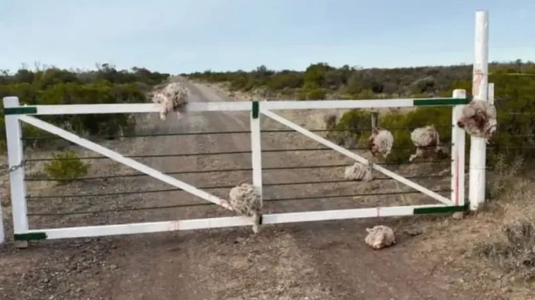 Robaron ovejas, las degollaron y colgaron sus cabezas en una tranquera