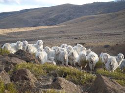La sequía golpea a los crianceros: menos producción y más costos. La sequía golpea a los crianceros: menos producción y más costos.