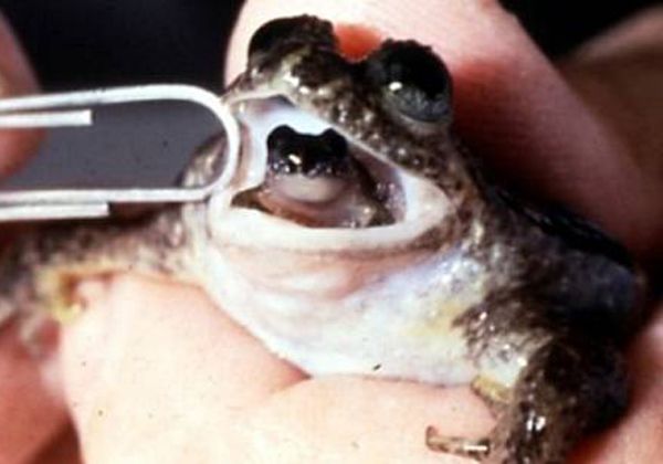 Afirman que la ranita de Darwin está en peligro de extinción