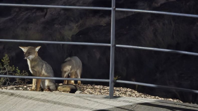 Cada vez es más frecuente la aparición de los zorros en zona urbana.