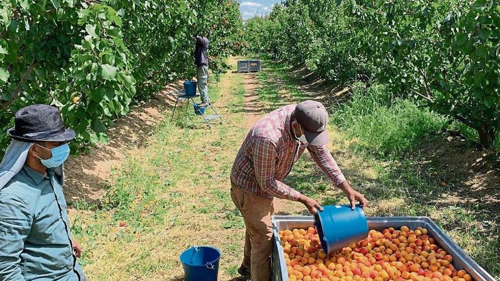 Australia es un importante productor de fruta de carozo a nivel global. Australia es un importante productor de fruta de carozo a nivel global.