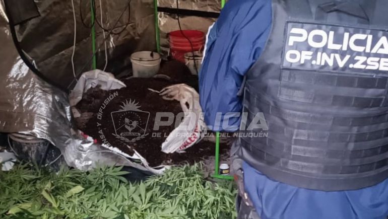 Bosque de marihuana en Confluencia: la Policía allanó una vivienda y, de casualidad, dio con 33 plantas