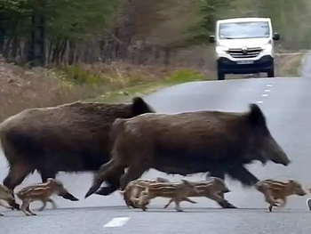 Impacto devastador de un accidente por evasión de animal: vidas truncadas en segundos por la superpoblación invasora. Impacto devastador de un accidente por evasión de animal: vidas truncadas en segundos por la superpoblación invasora.