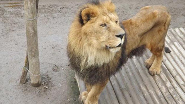 Temor: buscan a un león que anda suelto en La Plata