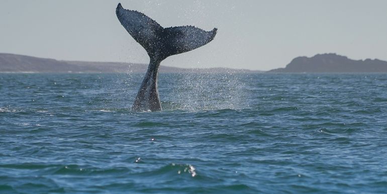 En 2019 se había logrado el primer registro fotográfico de una ballena jorobada: desde entonces, se pudo identificar por la forma y detalles de sus colas a unos 140 ejemplares que volvían regularmente al mar de Chubut. En 2019 se había logrado el primer registro fotográfico de una ballena jorobada: desde entonces, se pudo identificar por la forma y detalles de sus colas a unos 140 ejemplares que volvían regularmente al mar de Chubut. 