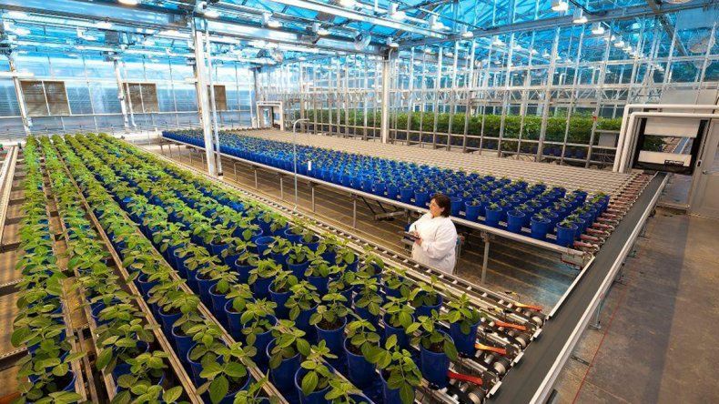 Bayer compró Monsanto para buscar el liderazgo en la agroindustria