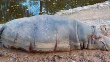 suman 70 las muertes en el zoo de mendoza suman 70 las muertes en el zoo de mendoza