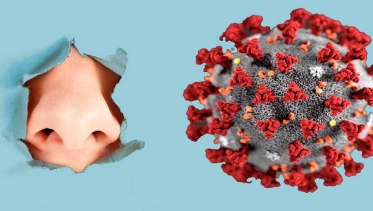 Pérdida de olfato genera más anticuerpos contra el coronavirus