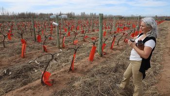 SFP Rosana Jurio Bodega Impasse Senillosa (16)