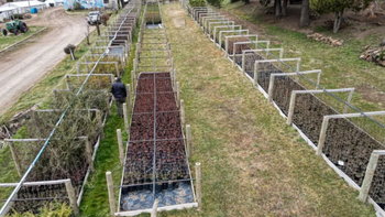 Huinganco se prepara para florecer con 5.000 tulipanes en octubre. Huinganco se prepara para florecer con 5.000 tulipanes en octubre.