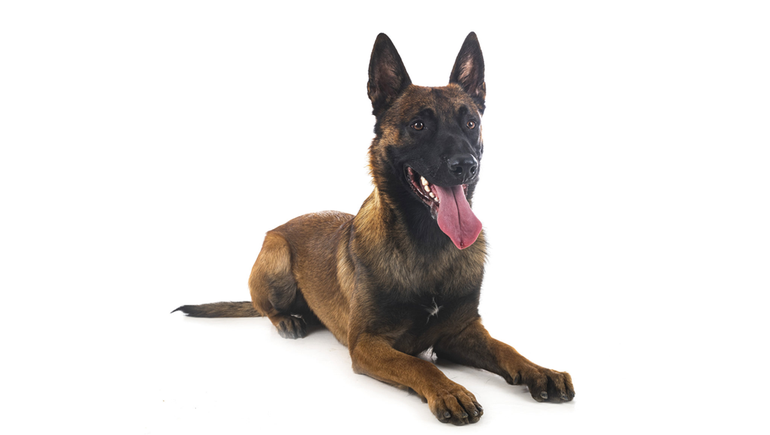 El pastor belga malinois resultó el perro más inteligente de acuerdo con el estudio publicado por la revista Nature. El pastor belga malinois resultó el perro más inteligente de acuerdo con el estudio publicado por la revista Nature.