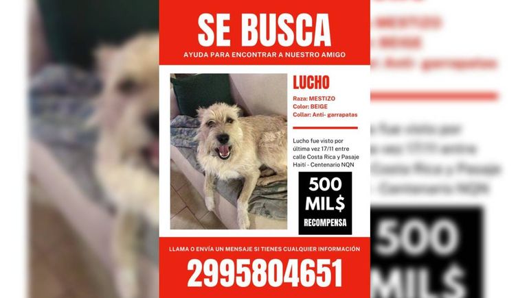 El perro buscado en Centenario y la recompensa para quienes encuentren a Lucho. El perro buscado en Centenario y la recompensa para quienes encuentren a Lucho.
